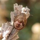 L5-Nymphe der Frühlingsbaumwanze (Peribalus strictus vernalis) auf veblühtem Lavendel