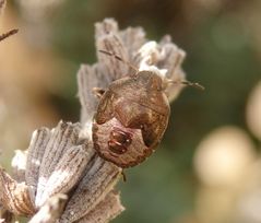 L5-Nymphe der Frühlingsbaumwanze (Peribalus strictus vernalis) auf veblühtem Lavendel