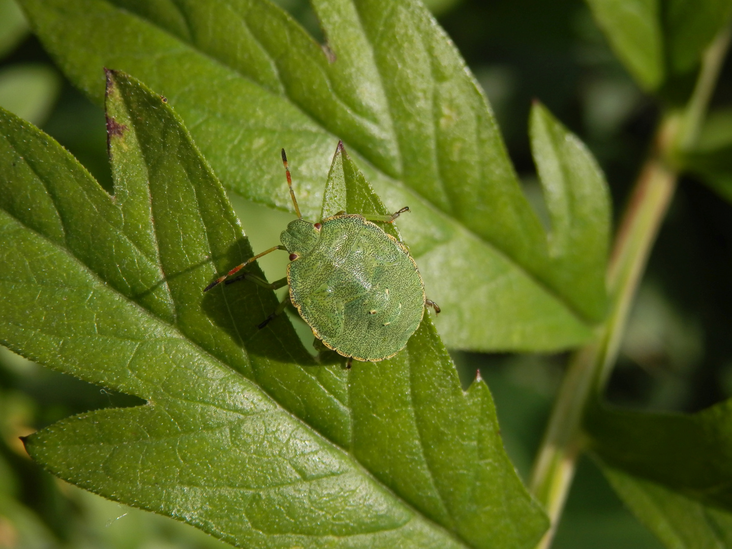 L5 Nymphe der Grünen Stinkwanze (Palomena prasina)