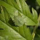 L5 Nymphe der Grünen Stinkwanze (Palomena prasina)