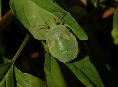 L5-Nymphe der Grünen Stinkwanze (Palomena prasina)