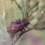 L5-Nymphe der Hellbraunen Glasflügelwanze (Rhopalus subrufus)