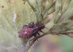 L5-Nymphe der Hellbraunen Glasflügelwanze (Rhopalus subrufus)