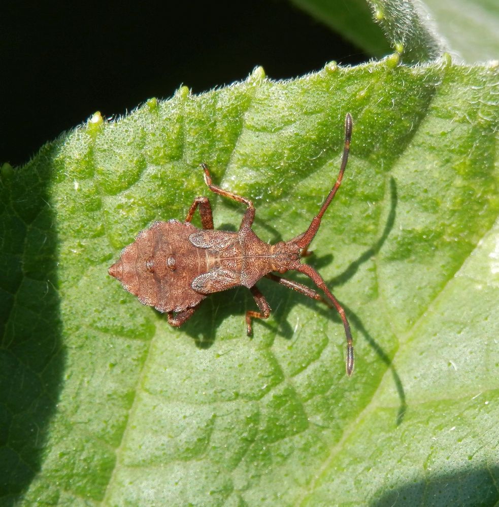 L5-Nymphe der Lederwanze (Coreus marginatus) auf Kürbis