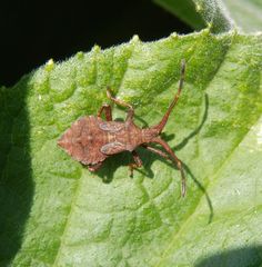 L5-Nymphe der Lederwanze (Coreus marginatus) auf Kürbis