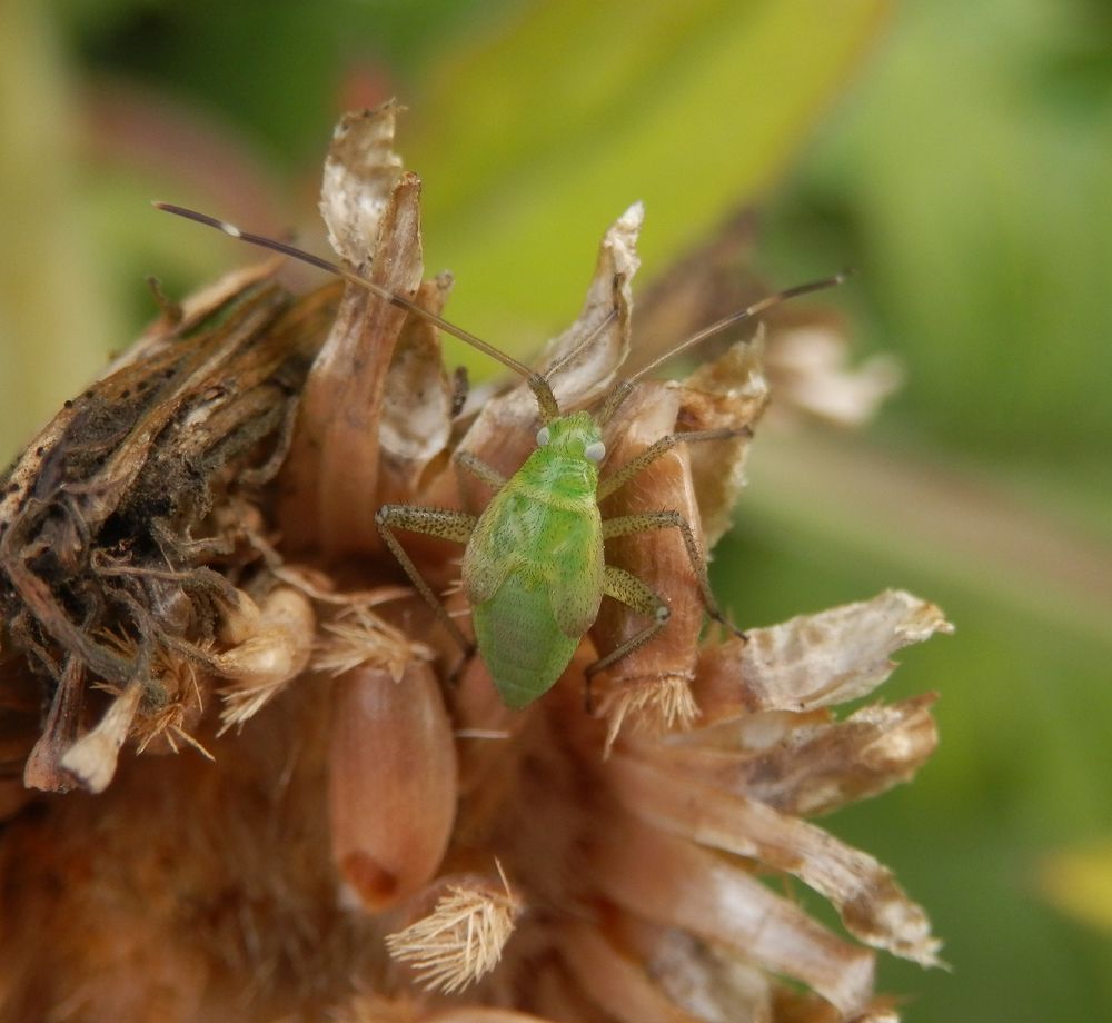 L5-Nymphe der Vierpunktigen Zierwanze (Adelphocoris quadripunctatus)