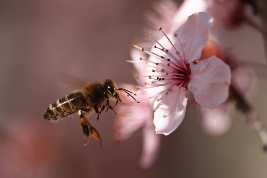 La abeja