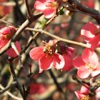 La abeja en el ciruelo de jardin