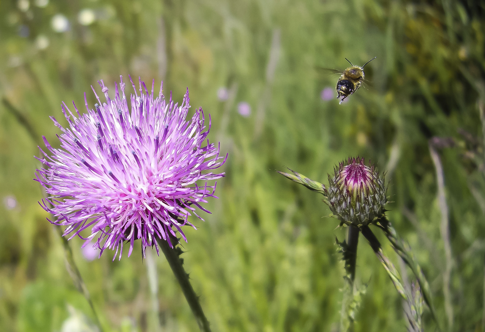 La abeja en vuelo