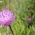 La abeja en vuelo