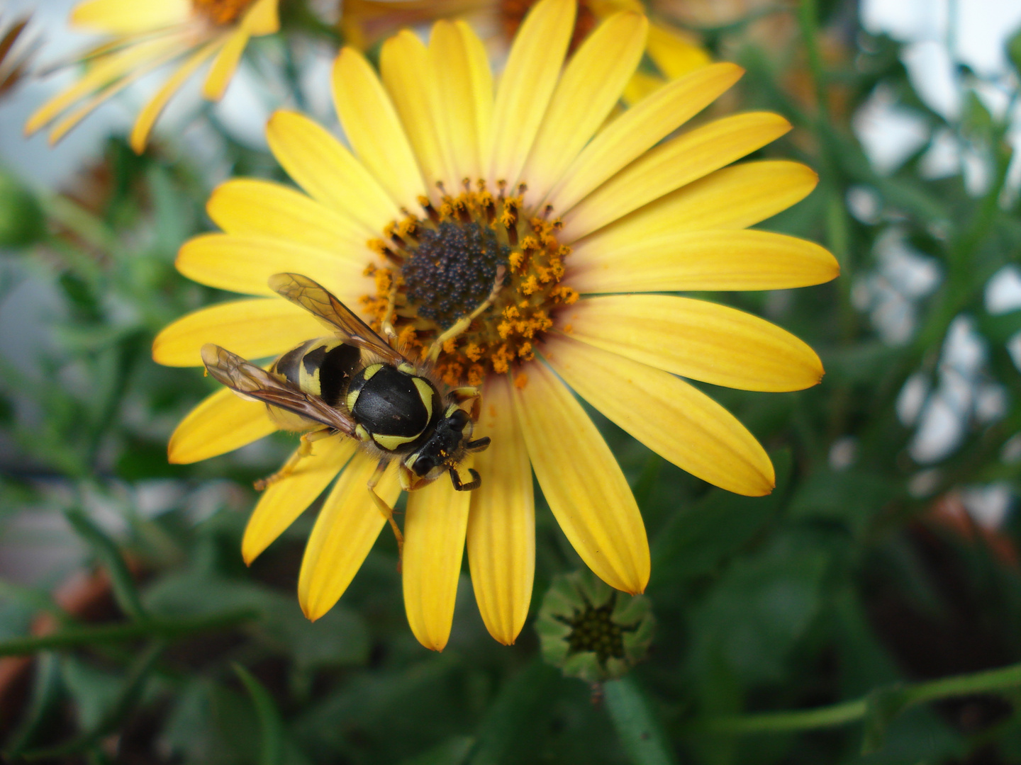 La abeja maya