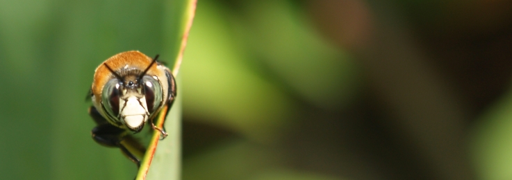 LA ABEJA REINA