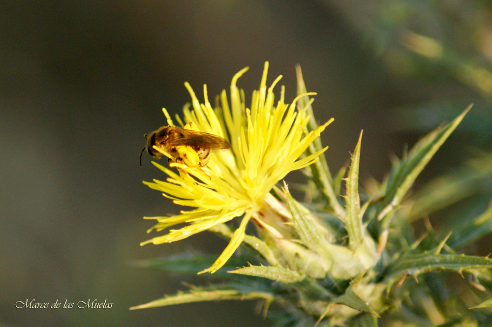 ...la abeja y el cardo...