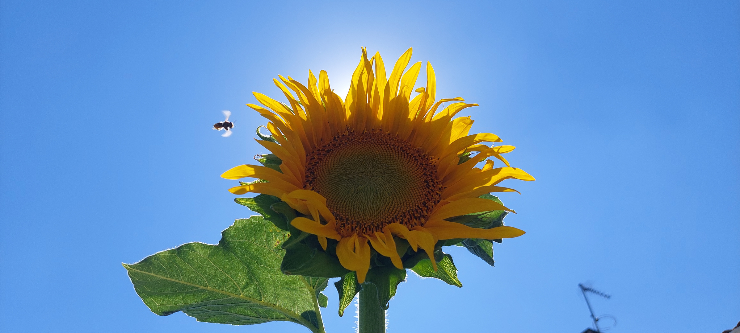 La abeja y el girasol