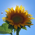 La abeja y el girasol