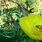 La abeja y la flor