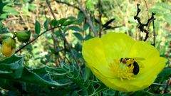 La abeja y la flor