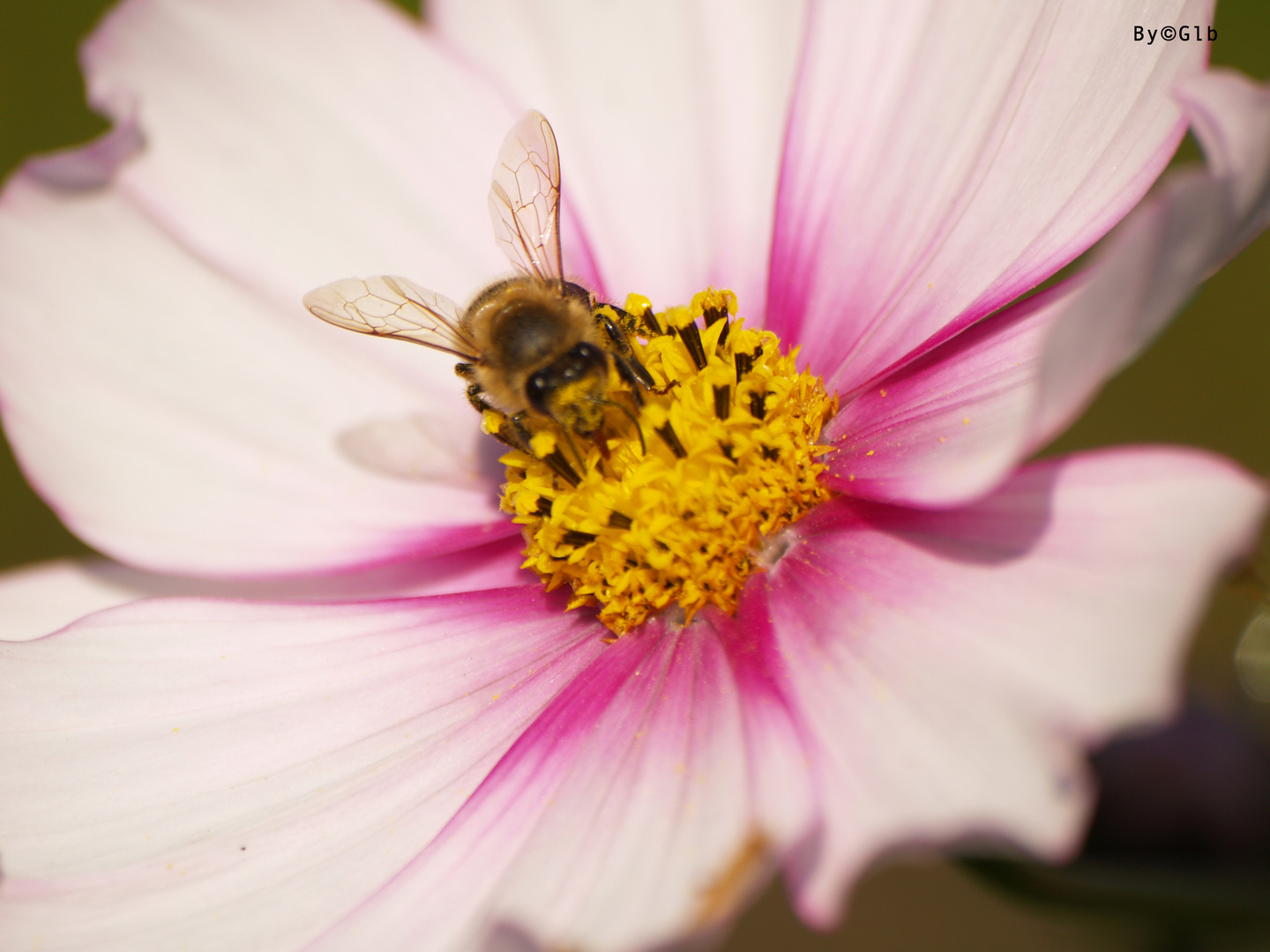 La Abeja y la Flor