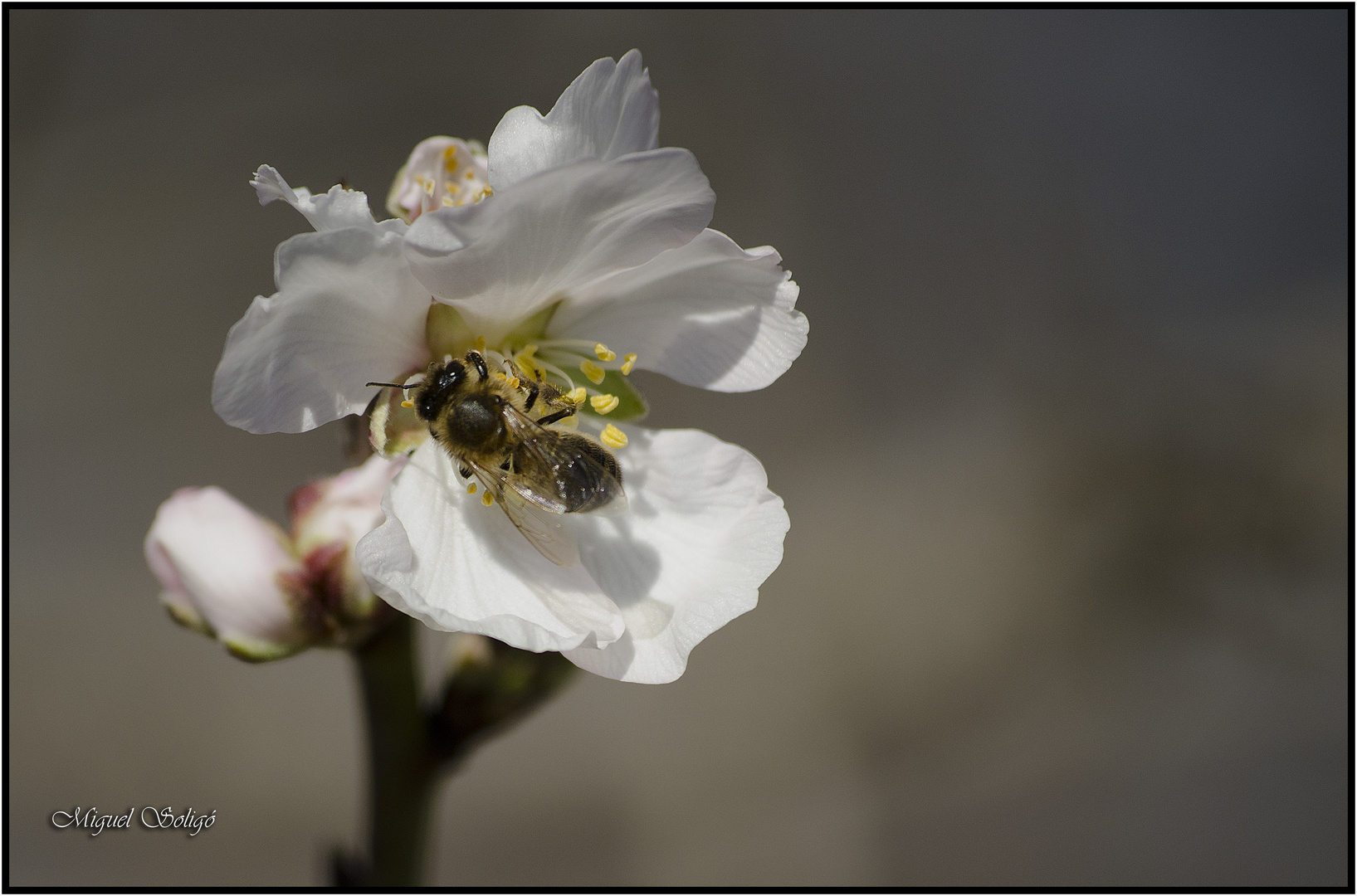 La abeja y la flor