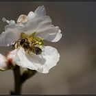 La abeja y la flor