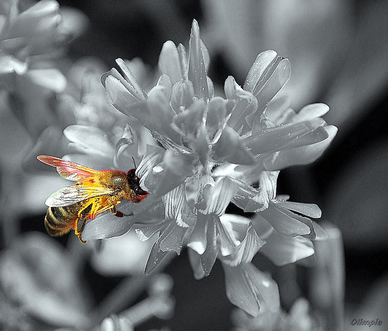 LA ABEJA Y LA FLOR SILVESTRE.