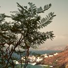 La acacia y el paisaje