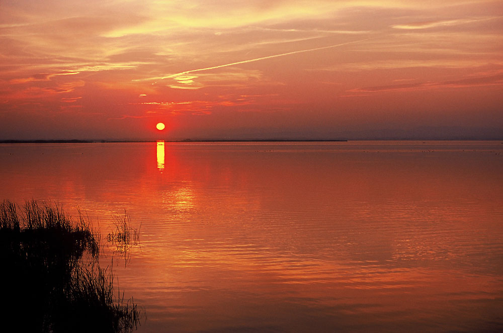 La Albufera I