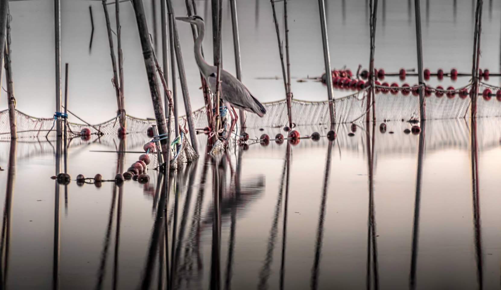 La Albufera (Valencia )