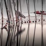 La Albufera (Valencia )