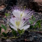 La Alcaparra, Cappari Spinosa