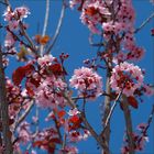 La alegría de la primavera