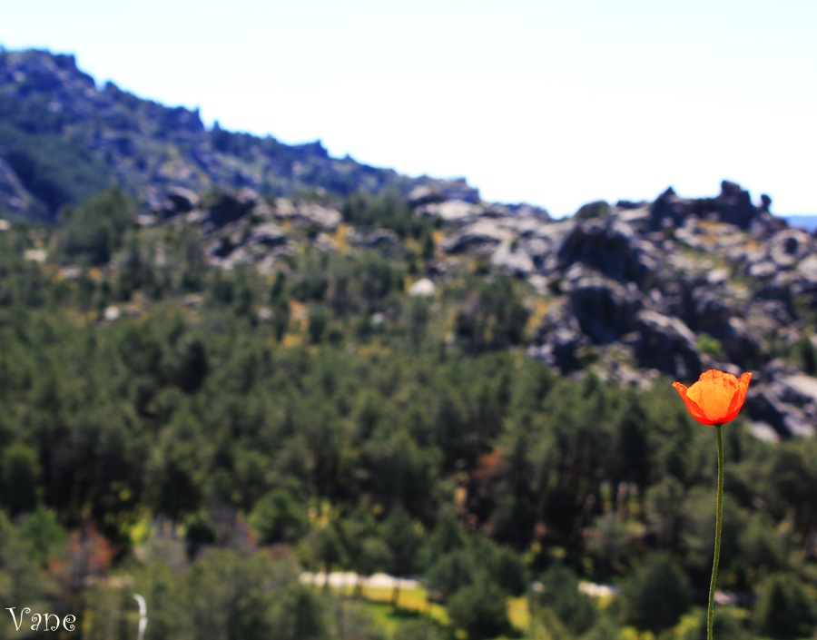 ... la amapola de la pedriza ...