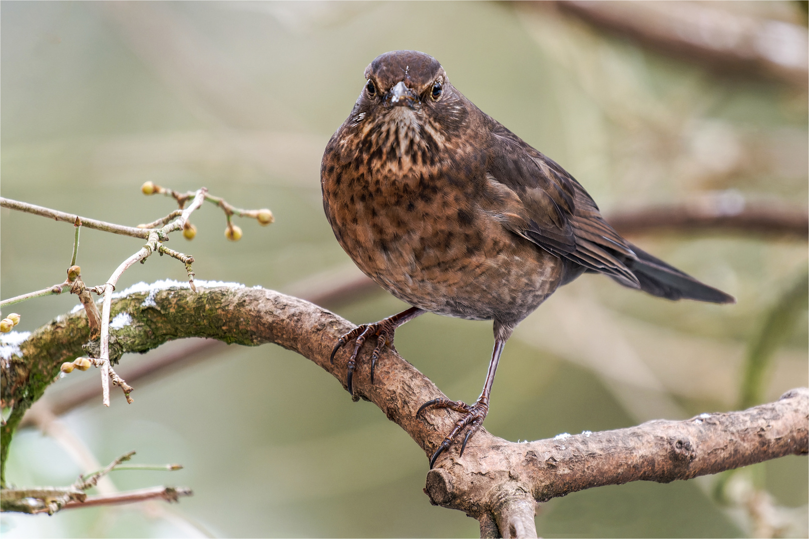 la Amsel  .....