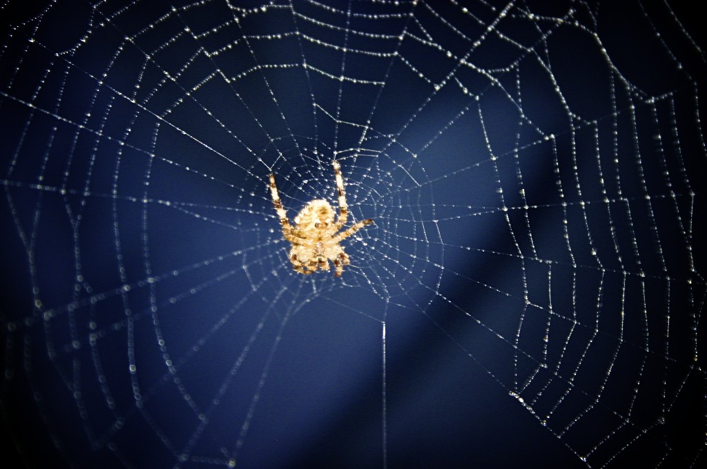 La araña en la tela