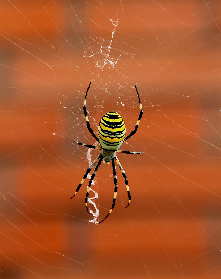 La araña se va de fiesta