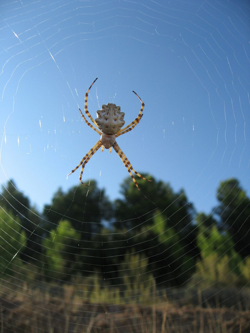 La araña teje su cortina