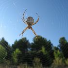 La araña teje su cortina