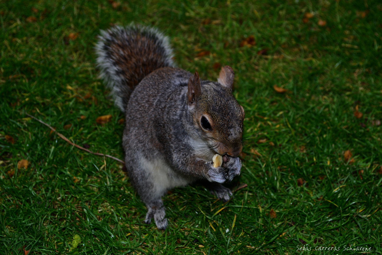 LA ARDILLA DE HYDE PARK