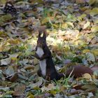 LA ARDILLA DEL RETIRO