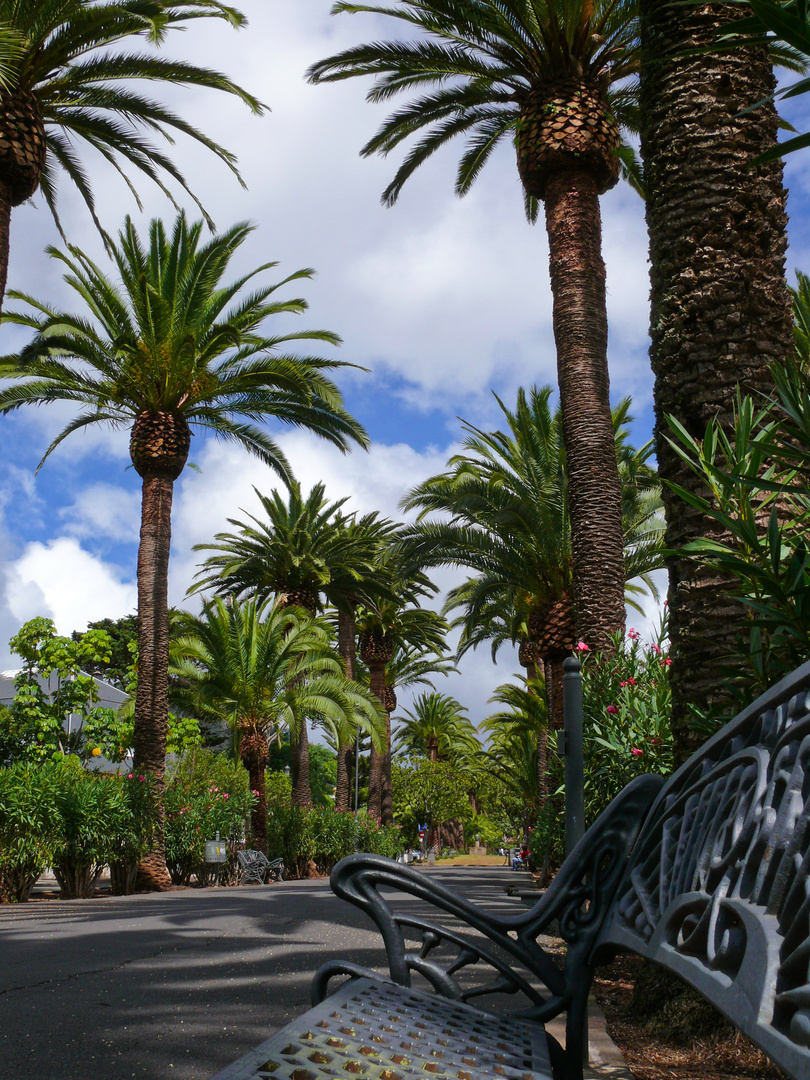 La Avenida de las Palmas