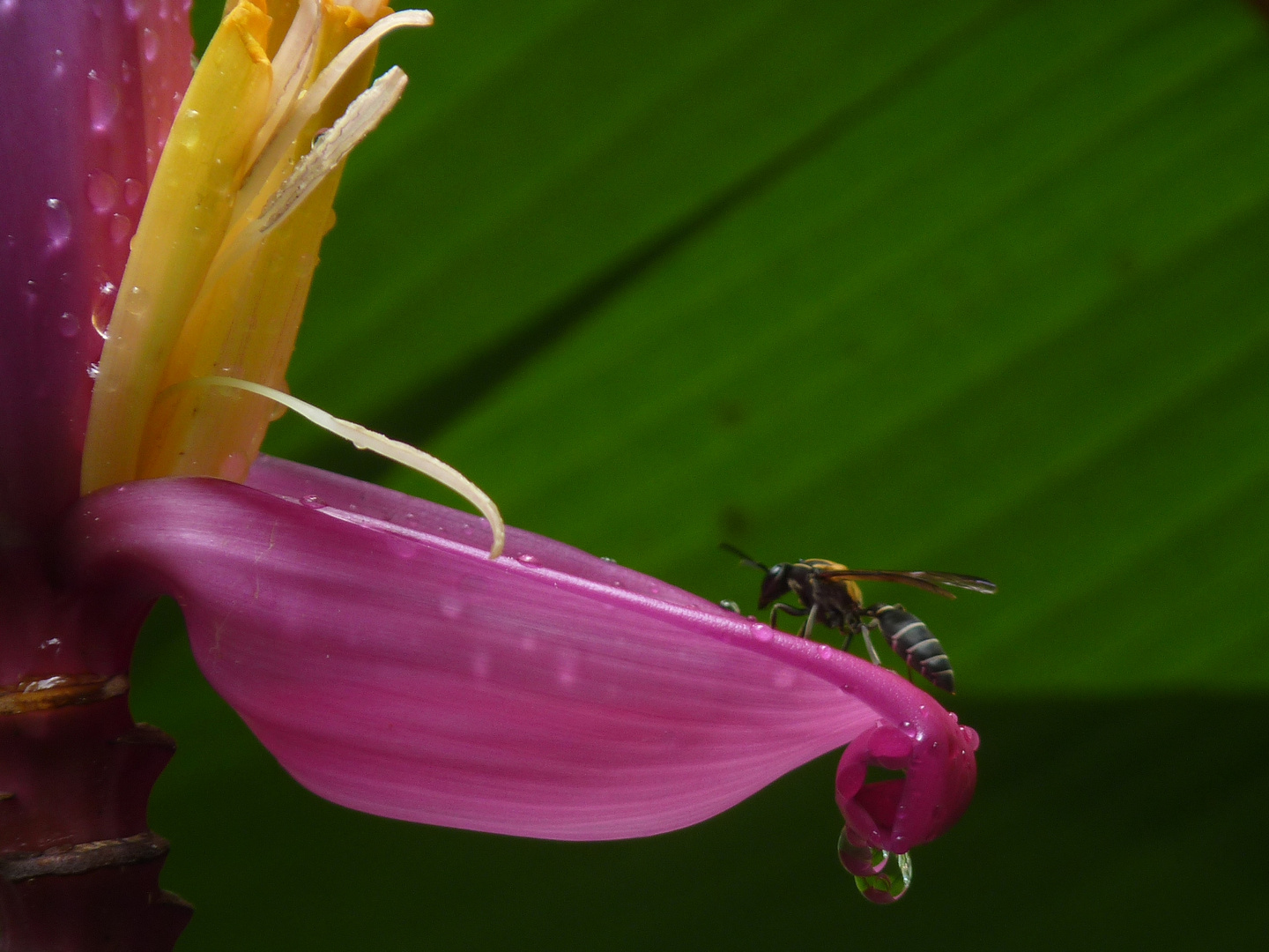 La avispa y el cambur