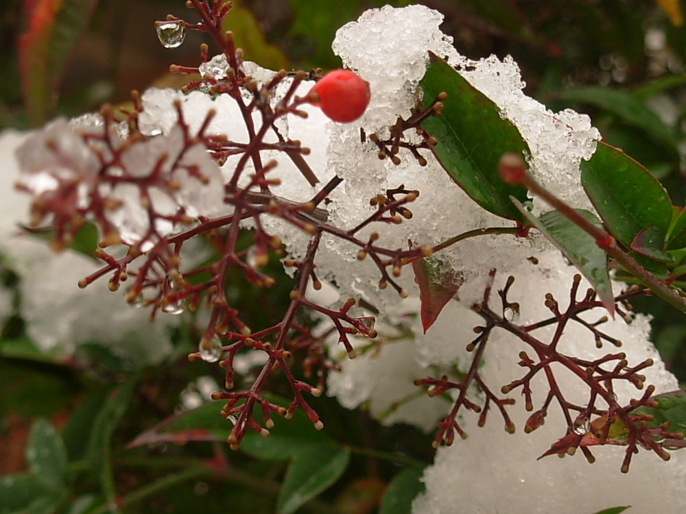 La bacca e la neve