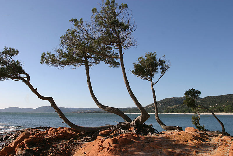 La baie de la paillotte à Francis