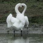 La baie de somme