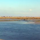 la baie de somme (3)