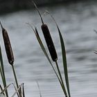 La baie de somme