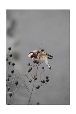 " La baie des Anges élégants "