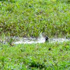 La baignade des merles molluques