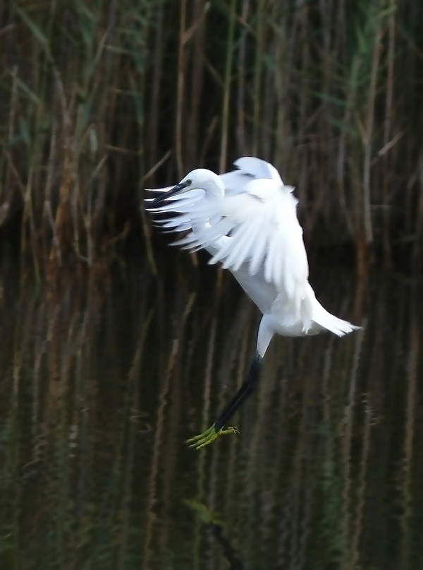 La bailarina blanca