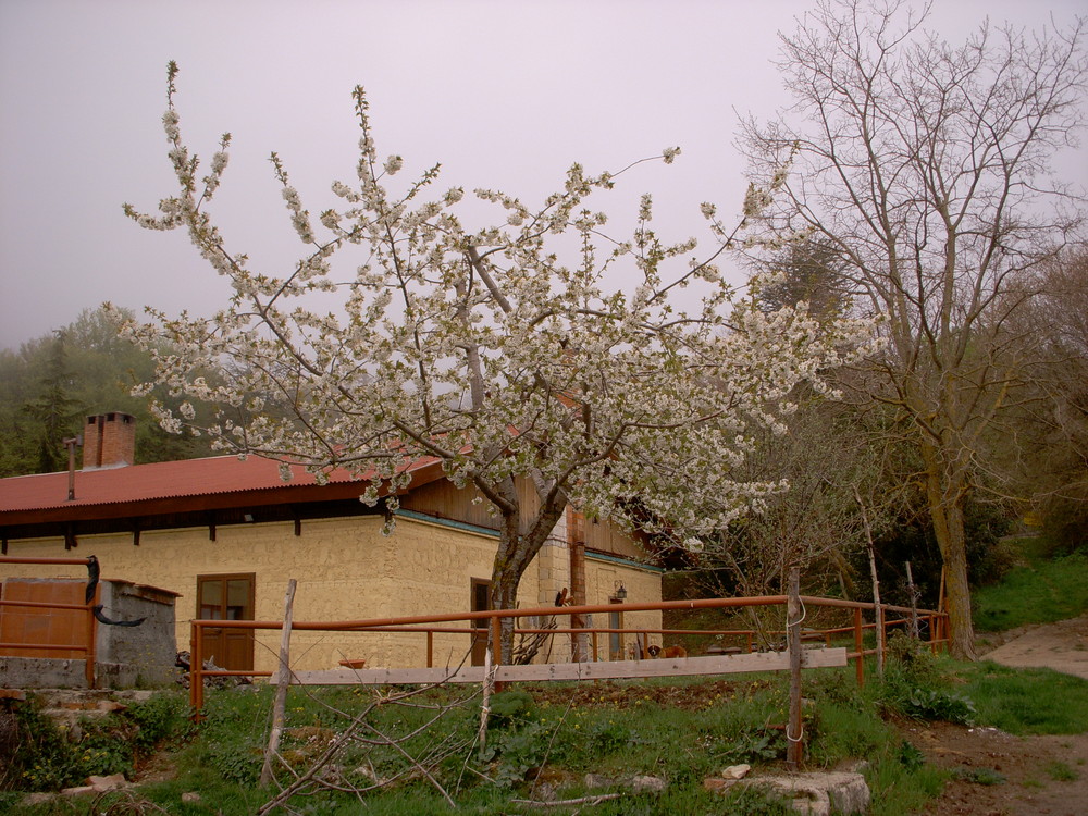 "La Baita del Faggio"  Parco delle Madonie (PA)